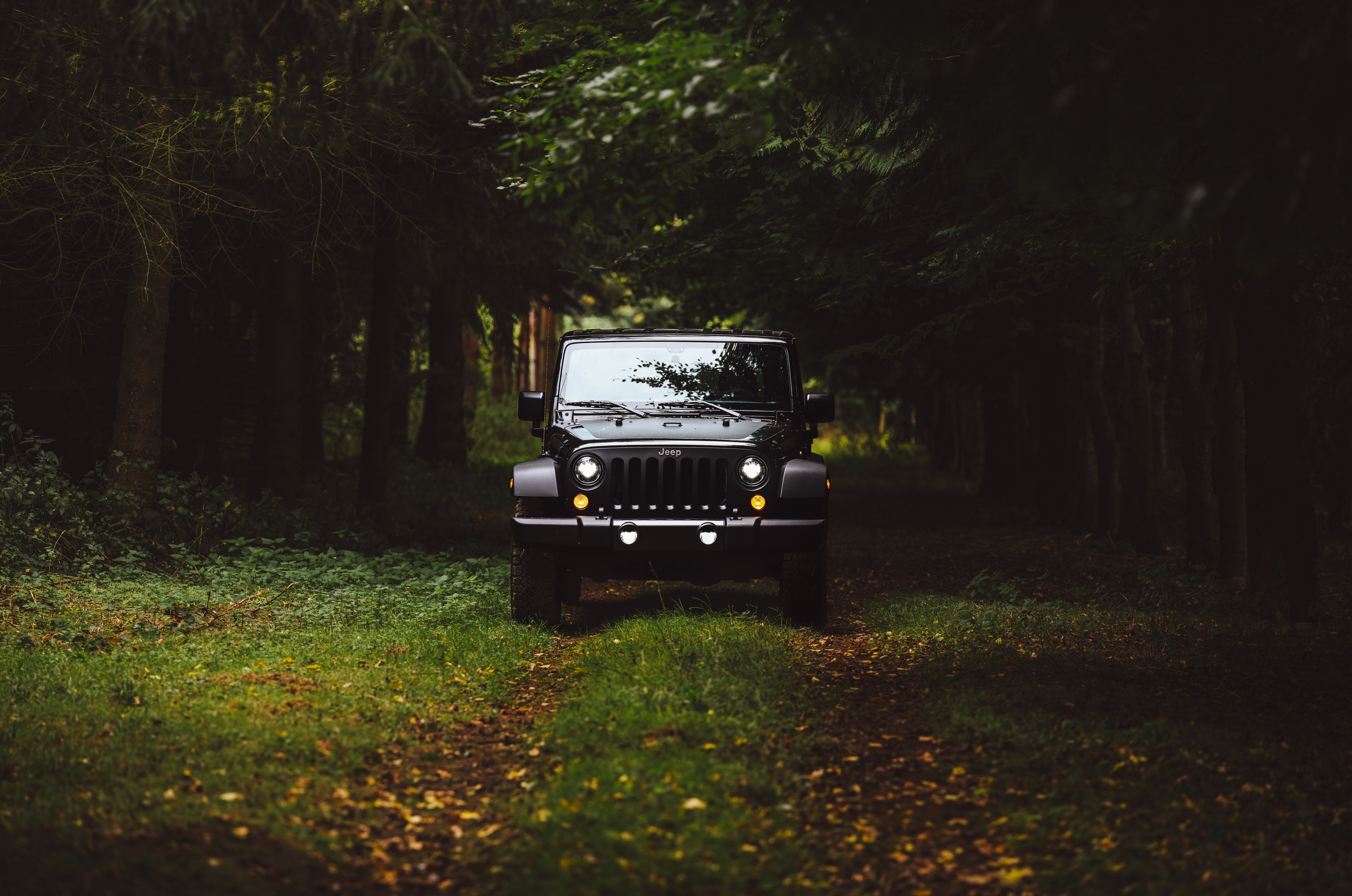 Jeep, Jeep Wrangler, Forest, Nature, Grass Wallpaper
