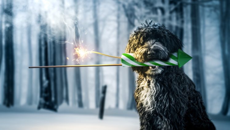 winter, Snow, Dog, Animals HD Wallpaper Desktop Background