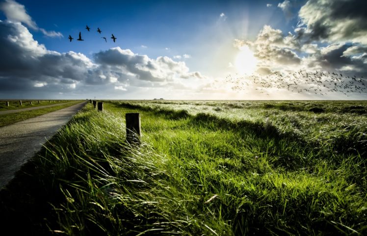 nature, Green, Sky, Grass, Birds HD Wallpaper Desktop Background