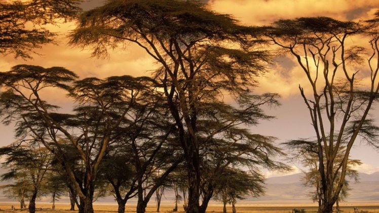 Africa, Savanna, Trees HD Wallpaper Desktop Background