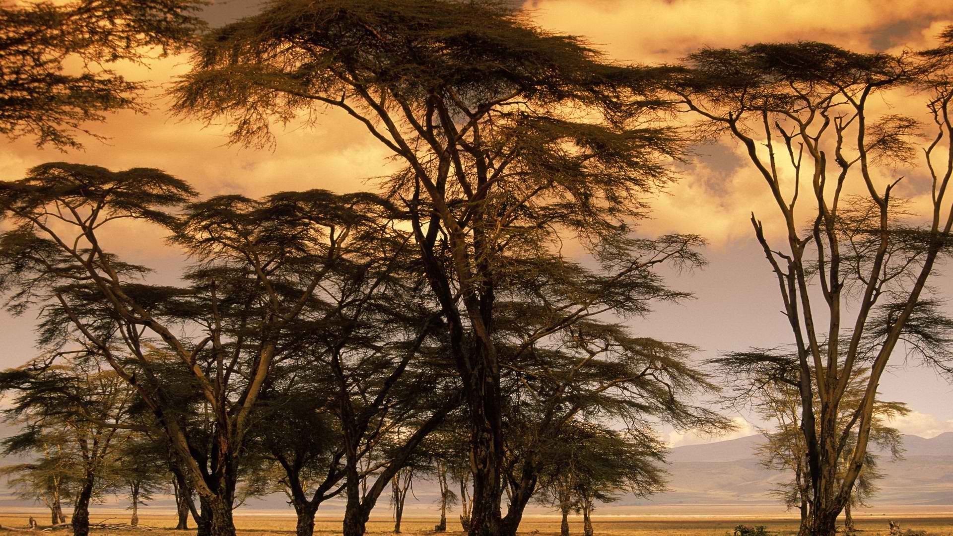 Africa, Savanna, Trees Wallpaper