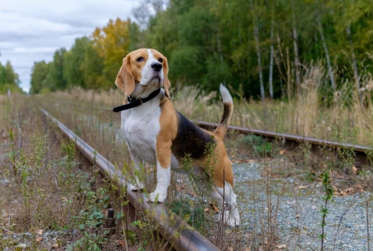 railway, Animals, Dog HD Wallpaper Desktop Background