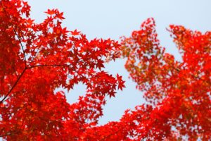 Daniel Kim, Red, Leaves, Fall