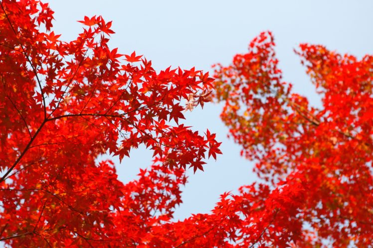 Daniel Kim, Red, Leaves, Fall HD Wallpaper Desktop Background