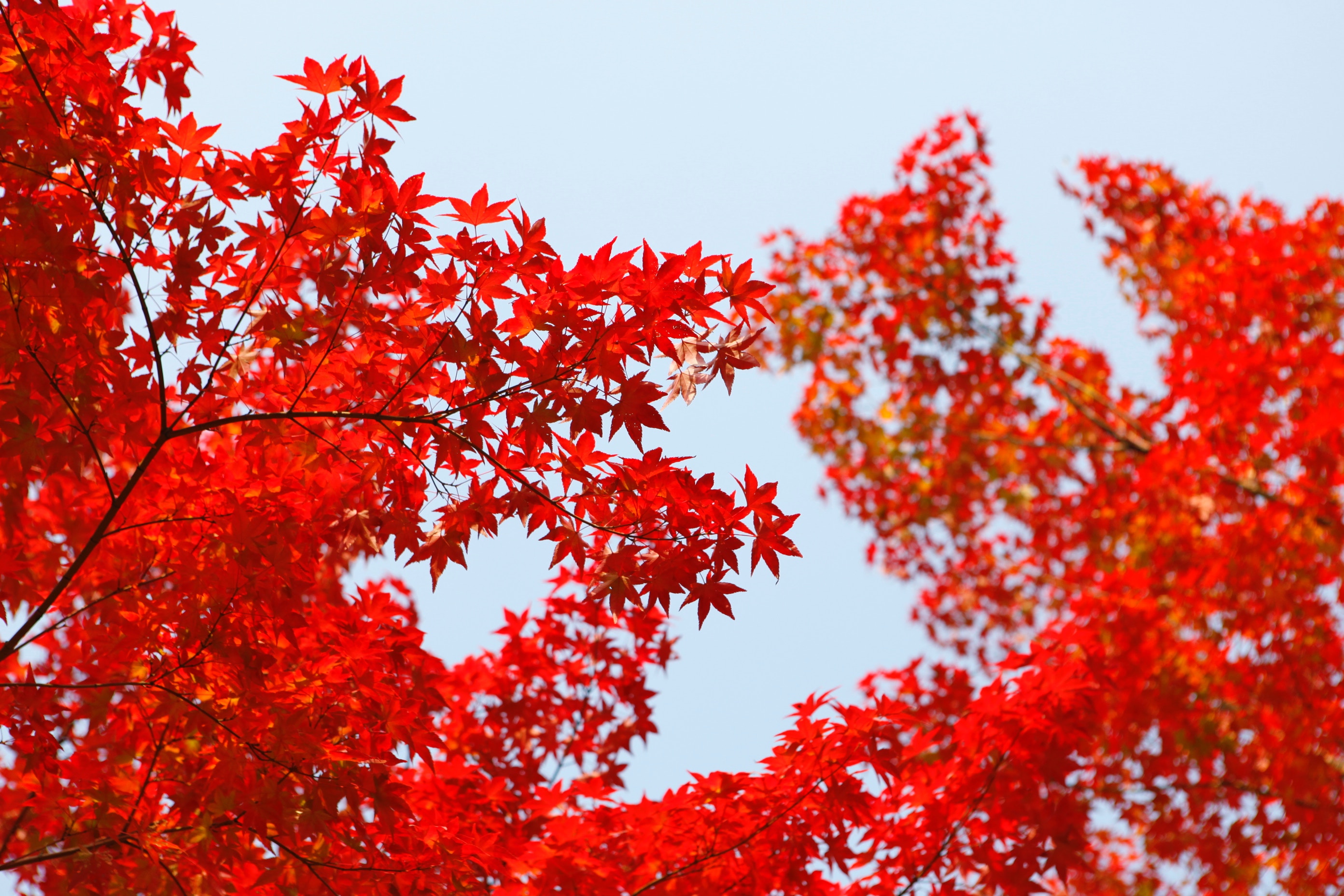 Daniel Kim, Red, Leaves, Fall Wallpaper
