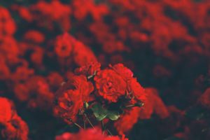 red, Red flowers, Rose