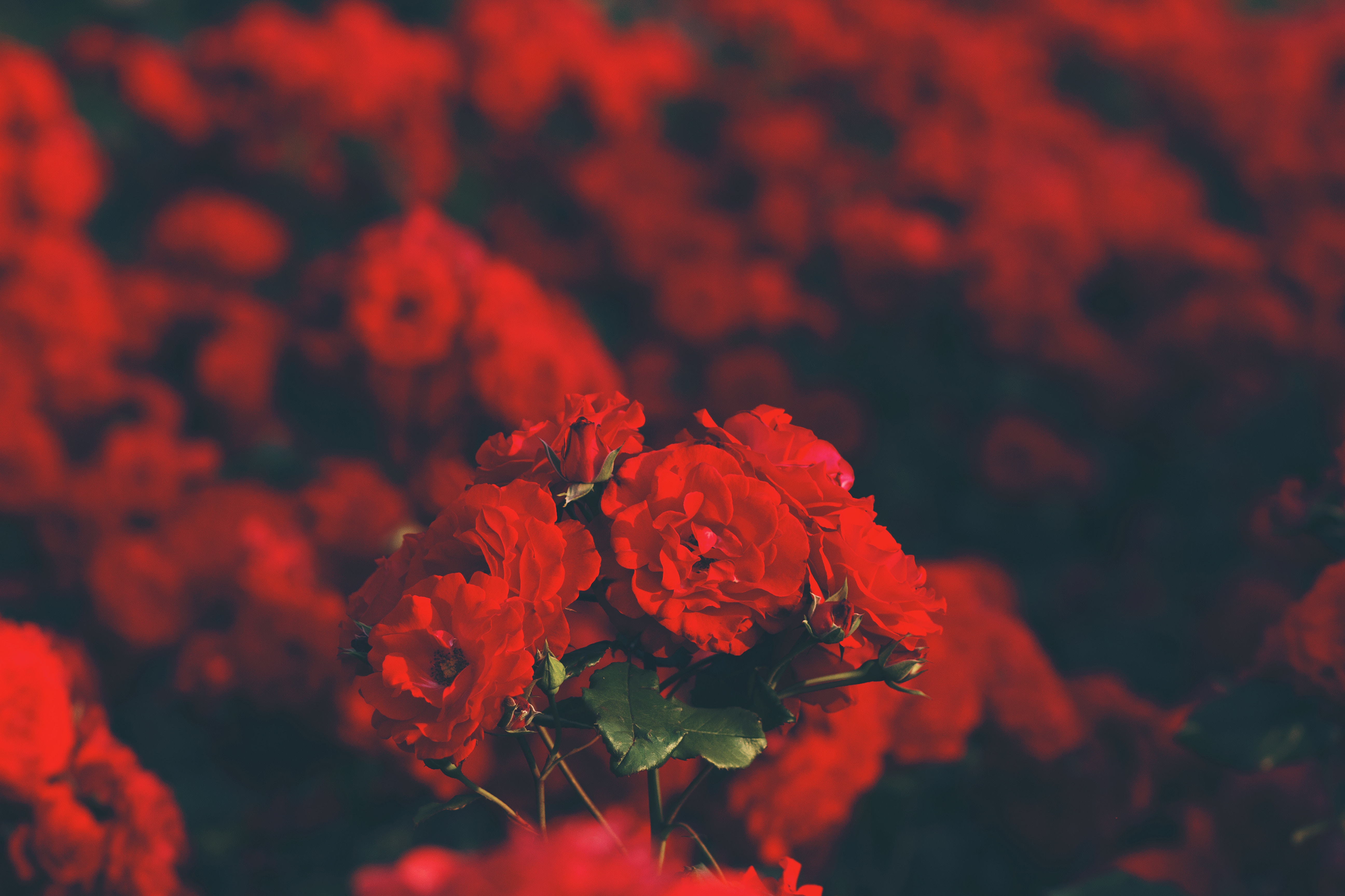 red, Red flowers, Rose Wallpaper