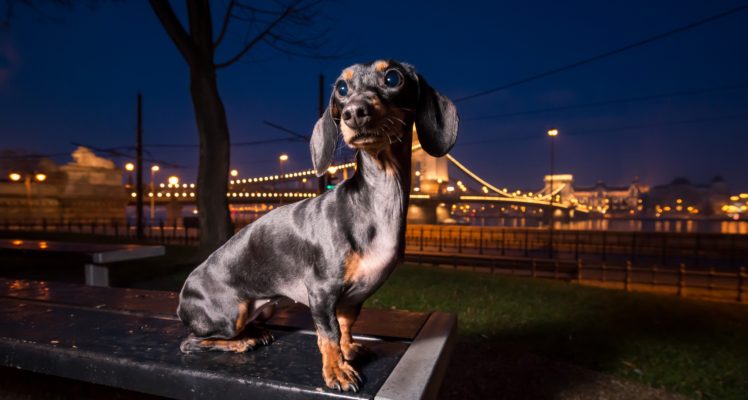 dog, Night, Animals, Cityscape HD Wallpaper Desktop Background