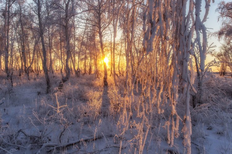 sunlight, Trees, Winter, Snow, Nature HD Wallpaper Desktop Background