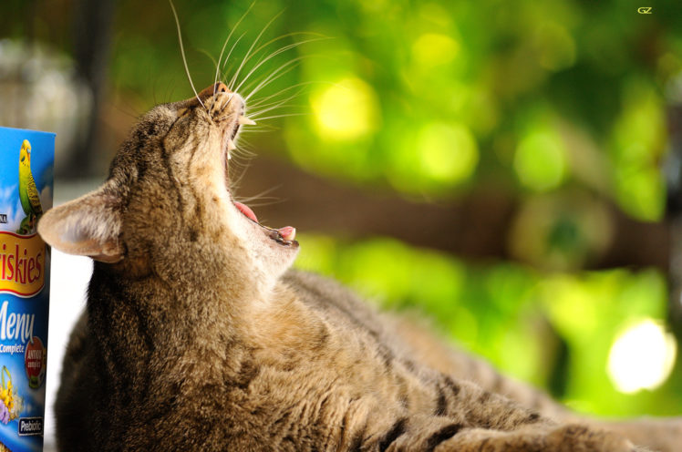 cat, Animals, 500px, Yawning HD Wallpaper Desktop Background