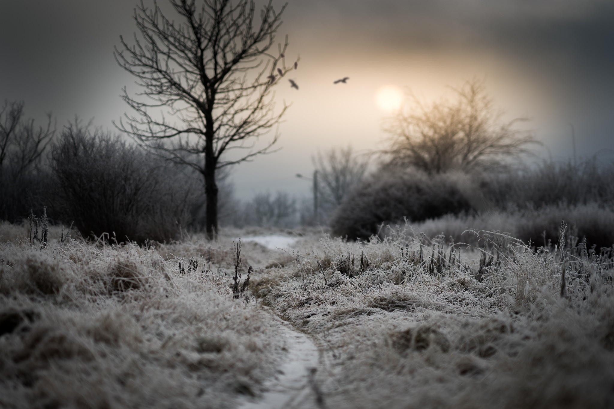 dark, Winter, Trees, Nature, Landscape Wallpapers HD / Desktop and