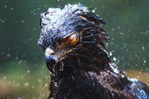 eagle, Black hawk, Birds, Rain