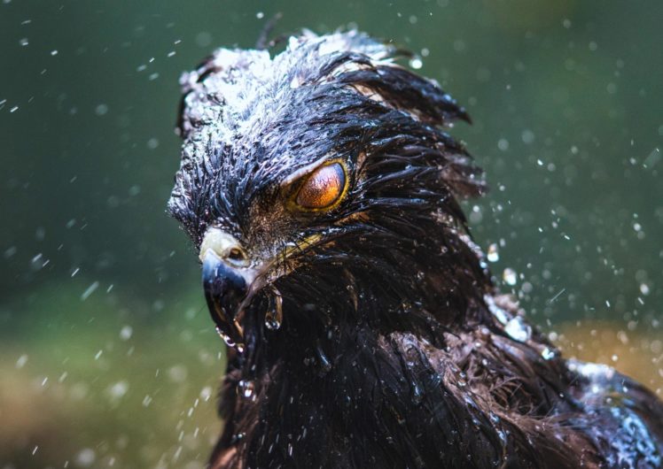 eagle, Black hawk, Birds, Rain HD Wallpaper Desktop Background