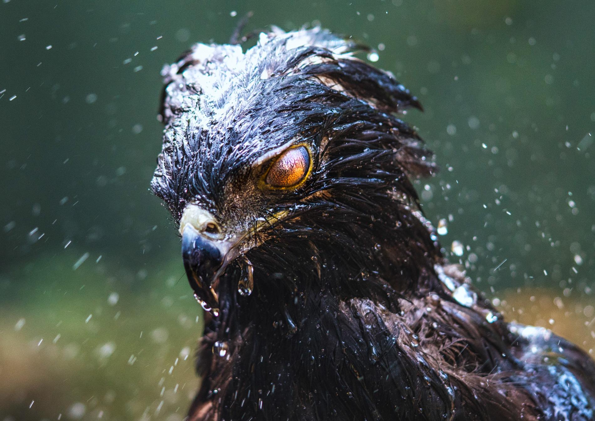 eagle, Black hawk, Birds, Rain Wallpapers HD / Desktop and Mobile