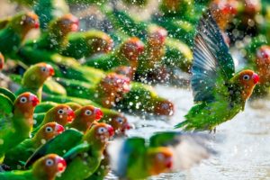 parrot, Birds, Water, Green