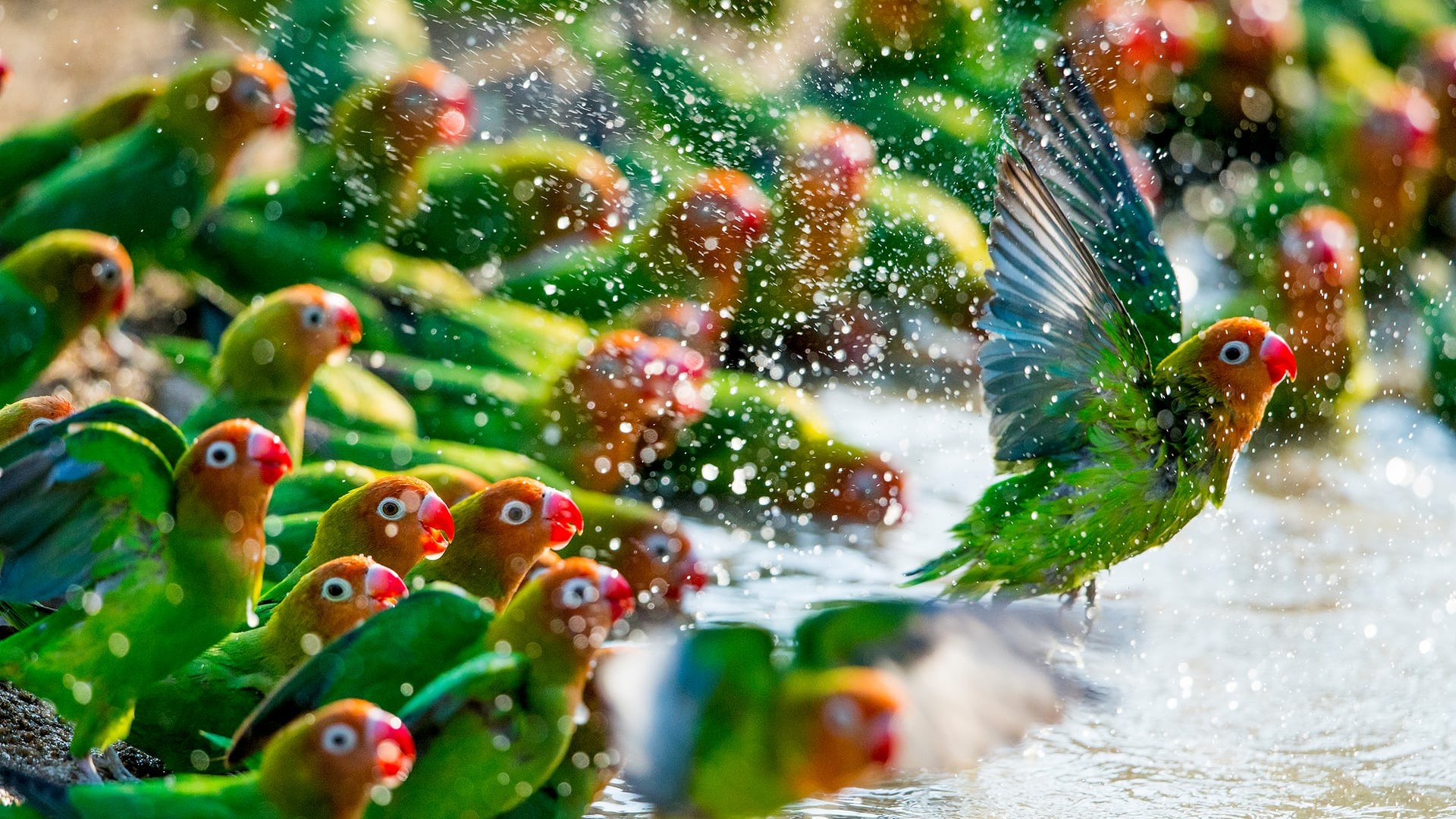 parrot, Birds, Water, Green Wallpaper