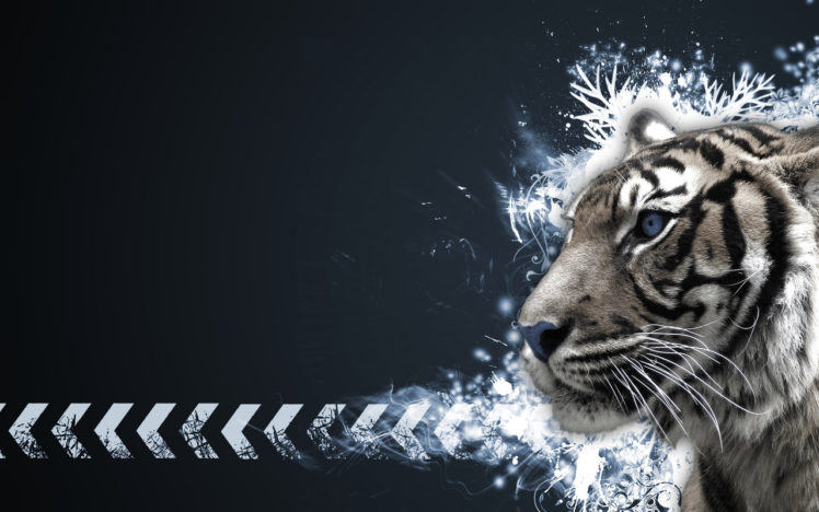 white tigers, Tiger HD Wallpaper Desktop Background