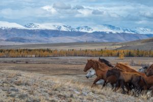 Altai Mountains, Nature, Landscape, Animals, Horse