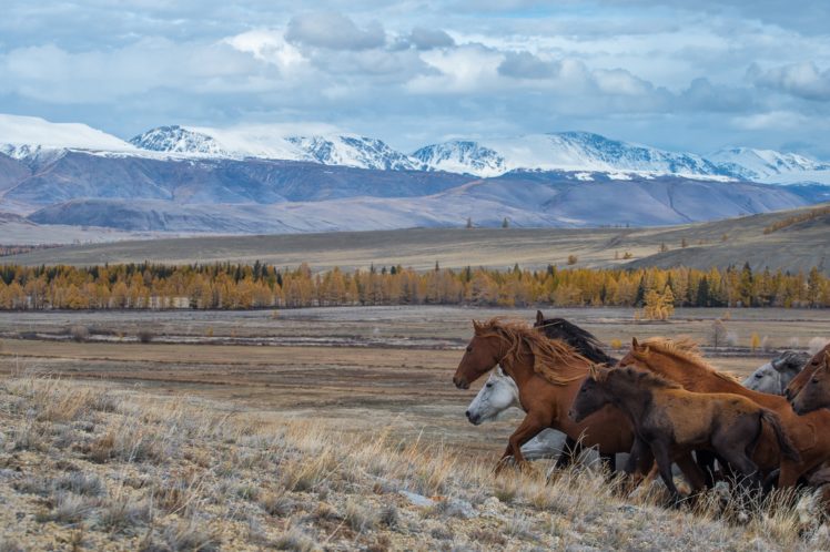 Altai Mountains, Nature, Landscape, Animals, Horse HD Wallpaper Desktop Background