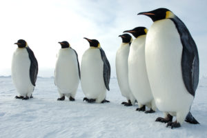 animals, Penguins, Snow