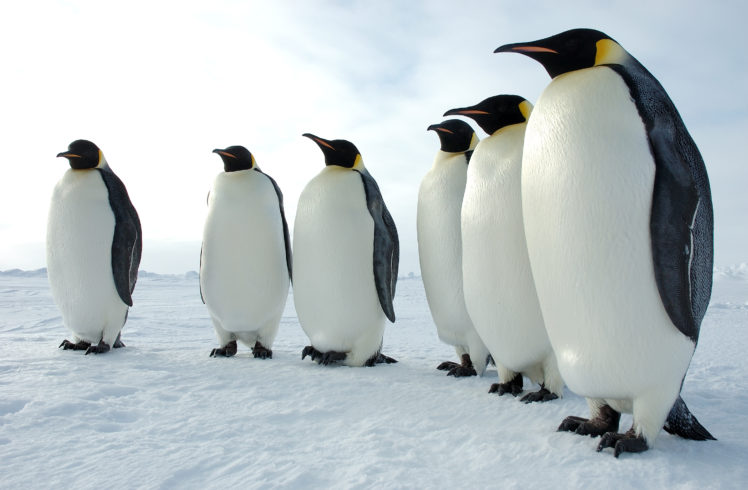 animals, Penguins, Snow HD Wallpaper Desktop Background