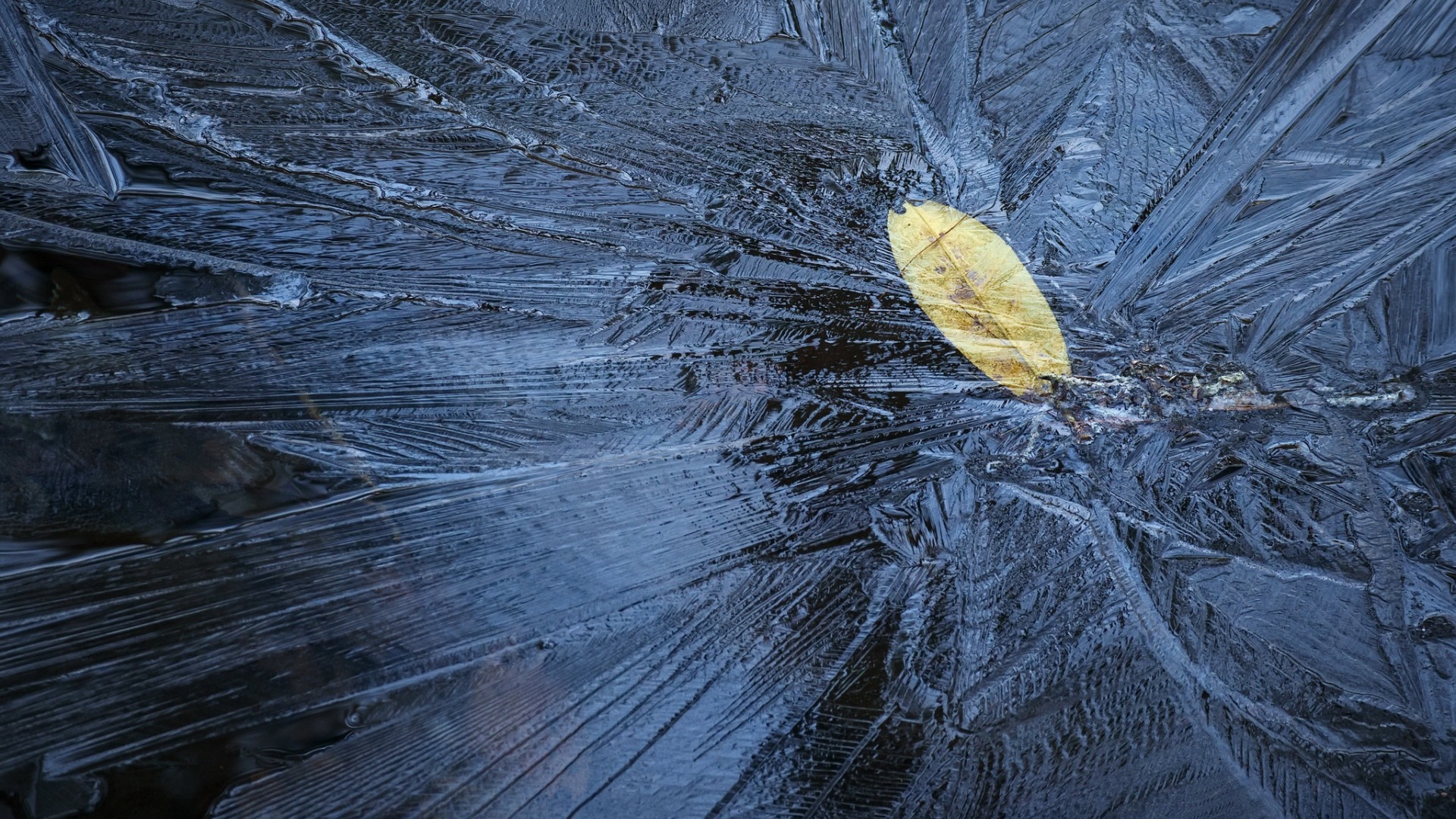 simple, Blue, Ice, Frost, Leaves, Fallen leaves Wallpaper