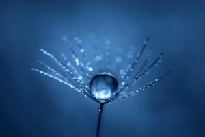 simple, Blue, Macro, Water drops, Dew, Depth of field, Plants, Closeup