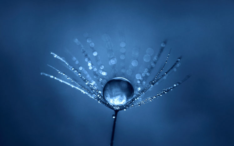 simple, Blue, Macro, Water drops, Dew, Depth of field, Plants, Closeup HD Wallpaper Desktop Background