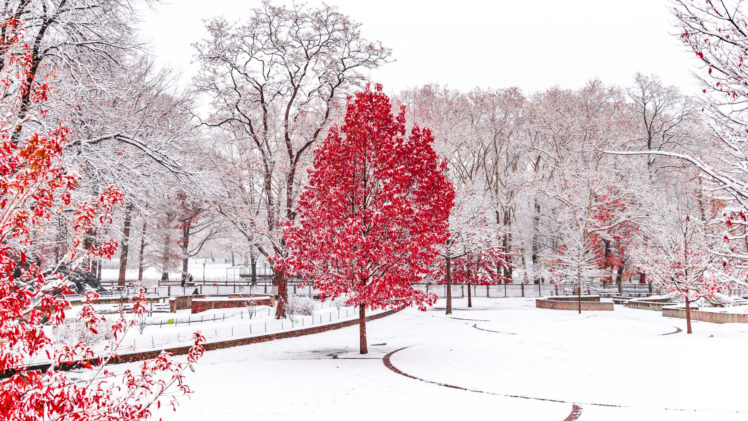 winter, Snow, Trees, Forest, Park, Leaves HD Wallpaper Desktop Background