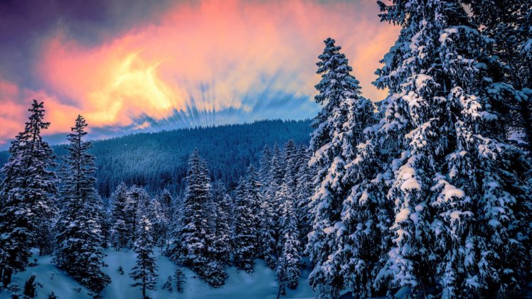 nature, Forest, Trees, Snow, Winter, Sunset HD Wallpaper Desktop Background