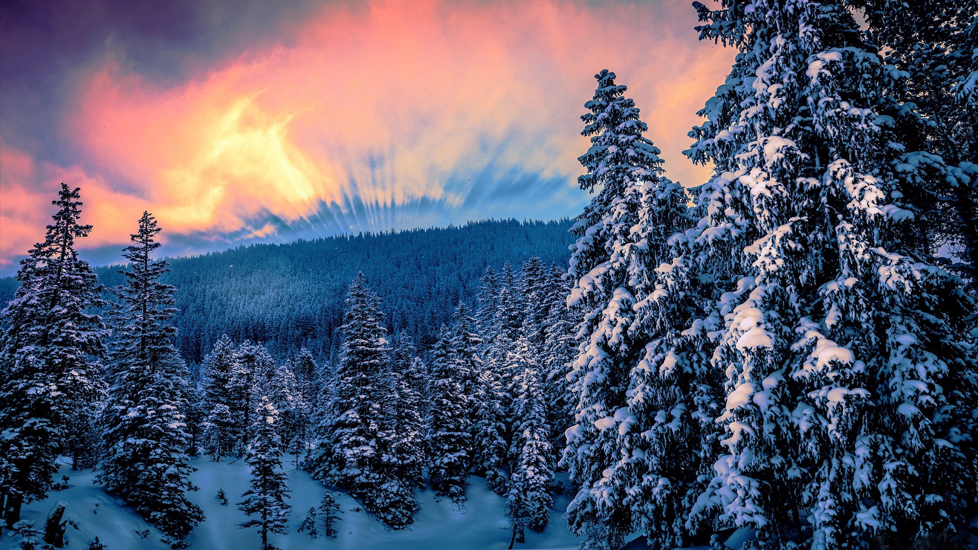 nature, Forest, Trees, Snow, Winter, Sunset Wallpaper