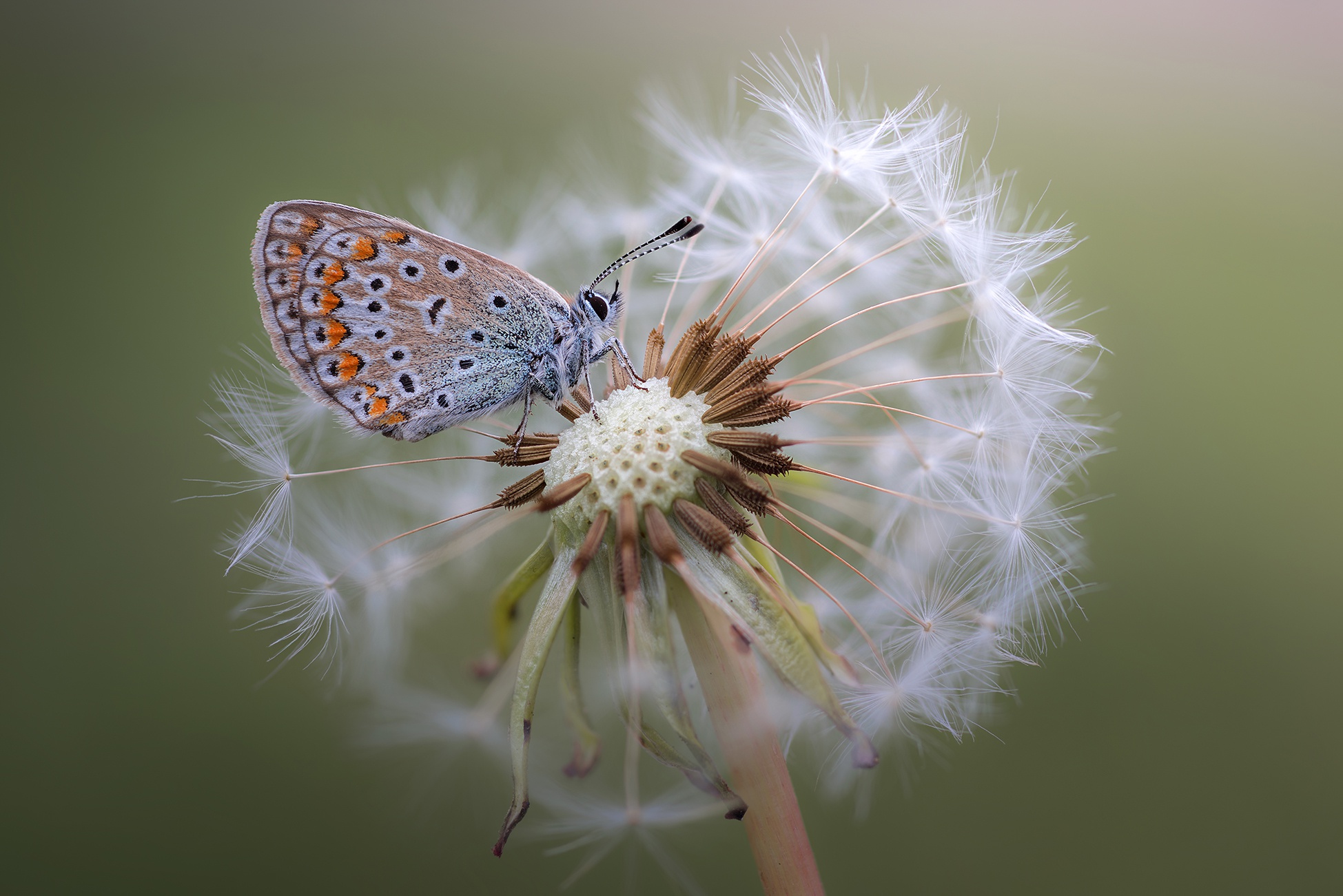 macro, Plants, Flowers, Animals, Insect, Butterfly Wallpaper