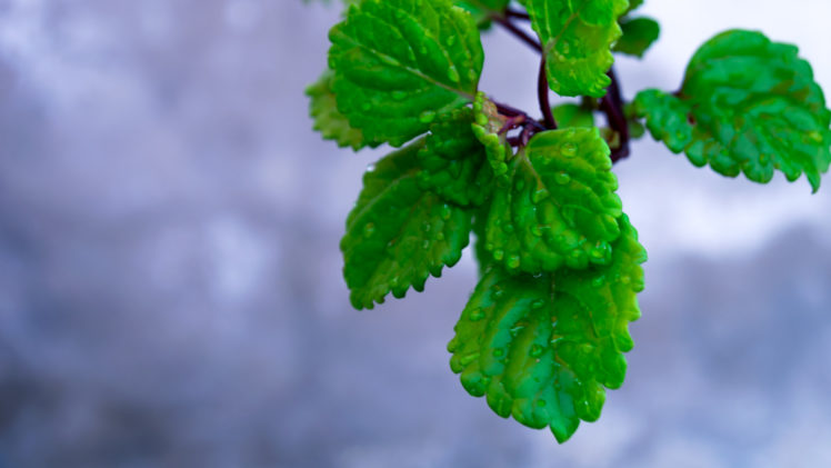 plants, Leaves HD Wallpaper Desktop Background