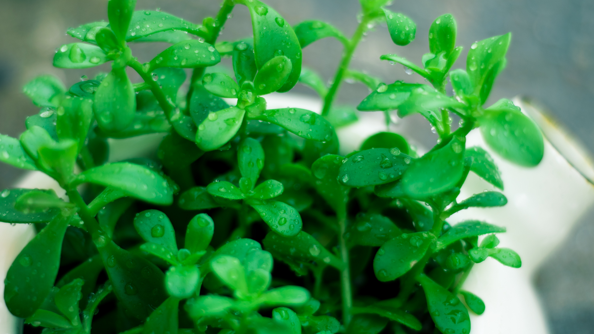 plants, Green Wallpaper