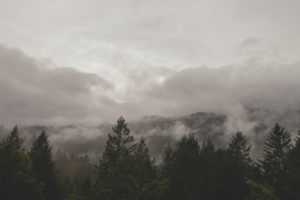 trees, Mist, Clouds, Photography, Wood, Sky