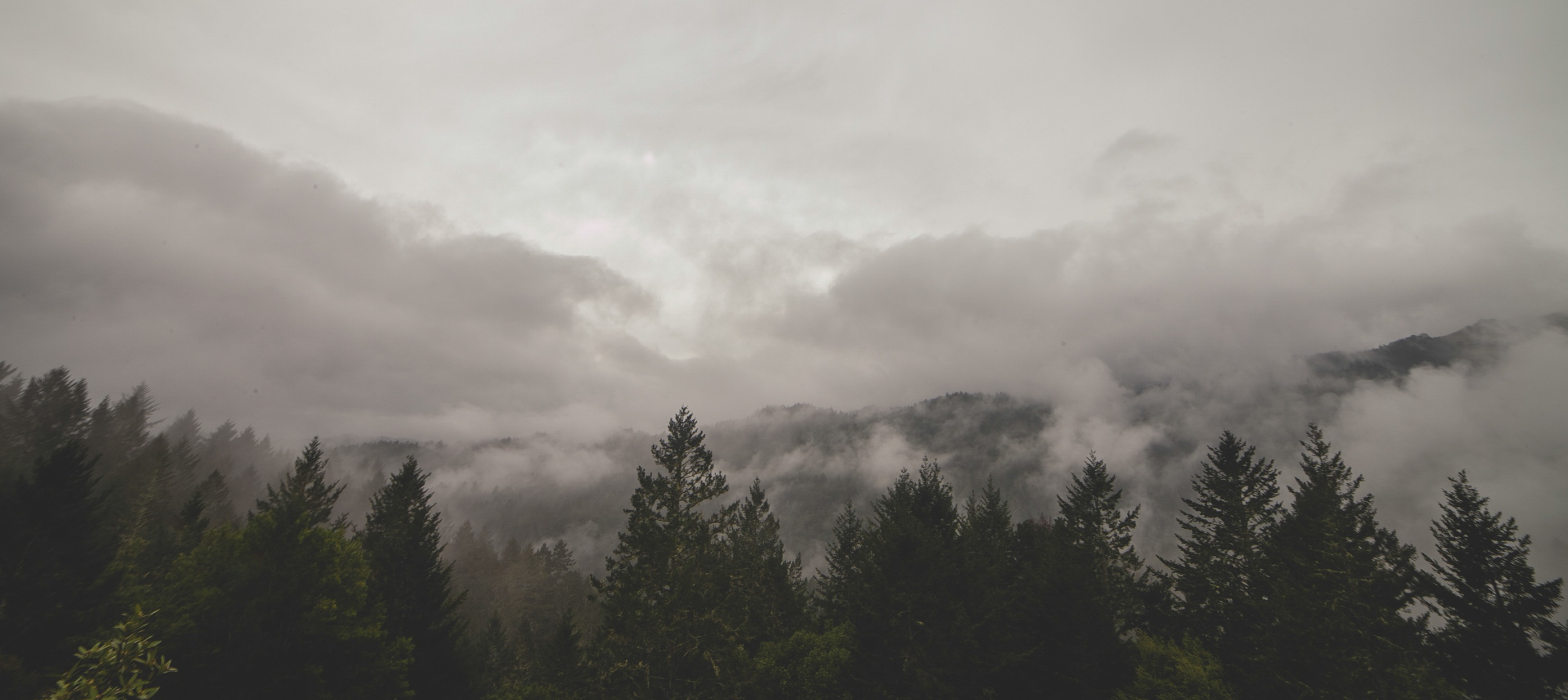 trees, Mist, Clouds, Photography, Wood, Sky Wallpaper