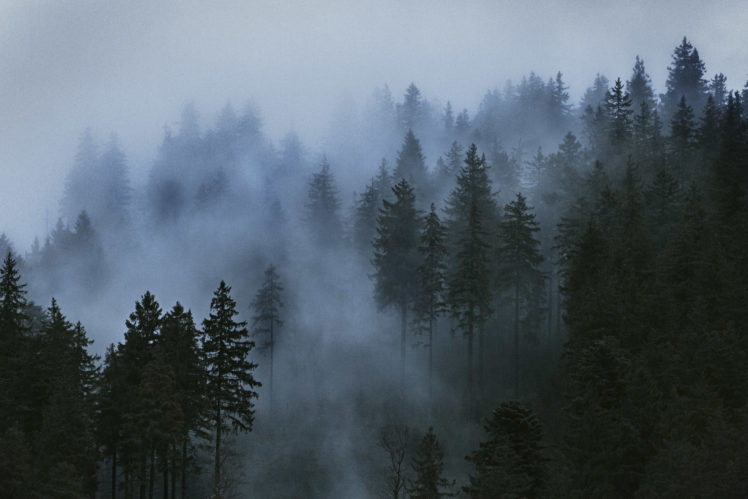 trees, Mist, Clouds, Photography, Wood, Sky HD Wallpaper Desktop Background