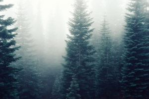 trees, Mist, Clouds, Photography, Wood