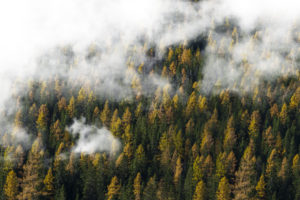 trees, Mist, Clouds, Photography, Wood