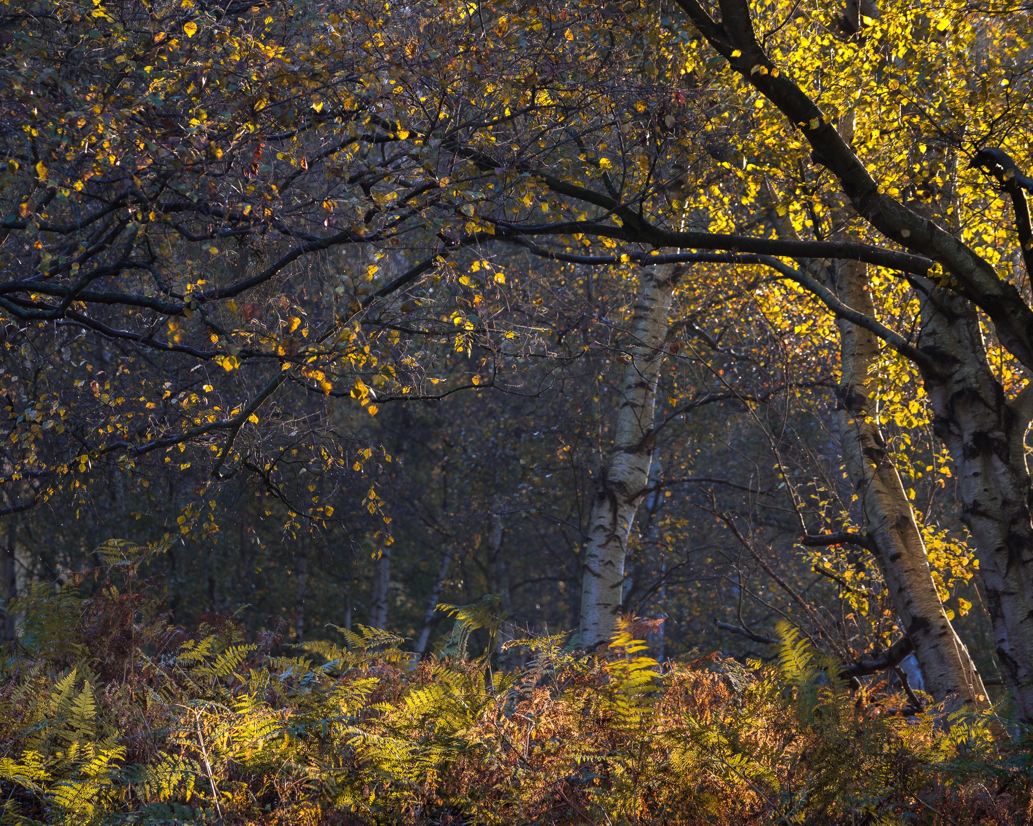 nature, Plants, Trees Wallpaper