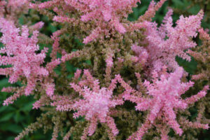 blossom, Plants, Pink flowers,  a spirea,  4K