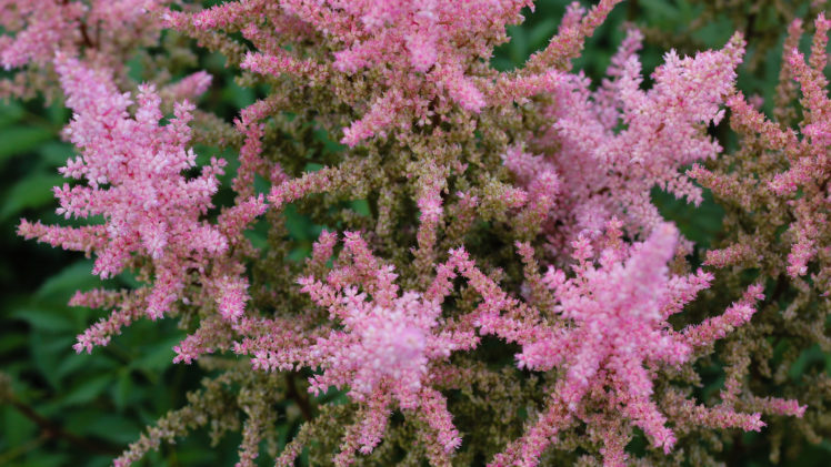 blossom, Plants, Pink flowers,  a spirea,  4K HD Wallpaper Desktop Background