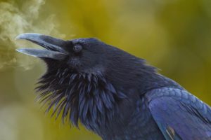 raven, Birds