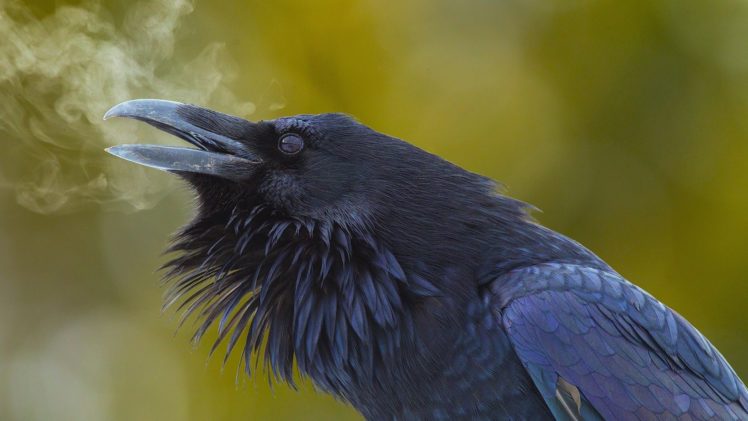 raven, Birds HD Wallpaper Desktop Background