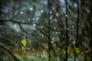 plants, Nature, Rain, Water drops