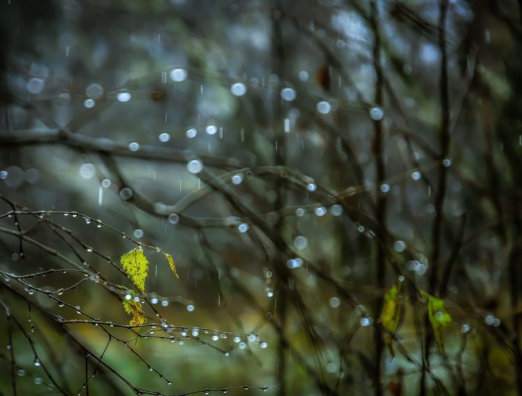 plants, Nature, Rain, Water drops HD Wallpaper Desktop Background