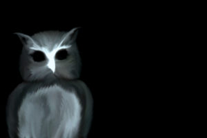 dark, Owl