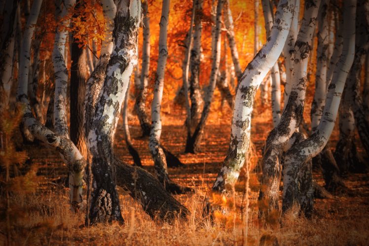 nature, Trees, Fall HD Wallpaper Desktop Background
