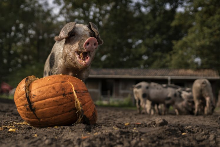 animals, Pigs, Pumpkin HD Wallpaper Desktop Background