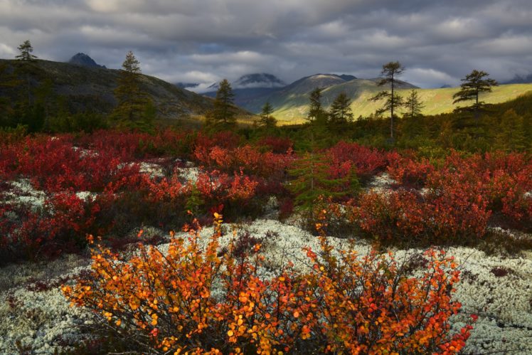 nature, Plants, Landscape HD Wallpaper Desktop Background